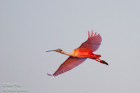 Roseate Spoonbill (Ajaia ajaja) in Flight, Fort De Soto Park, FL