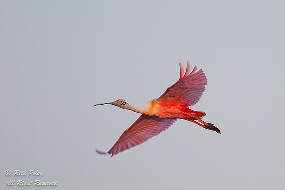 Roseate Spoonbill (Ajaia ajaja) in Flight, Fort De Soto Park, FL
