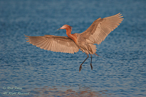 Reddish Egret (Egretta rufescens) Landing in a Saltwater Lagoon,