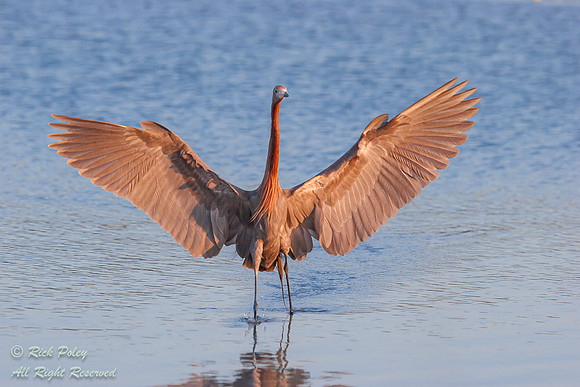 Reddish Egret (Egretta rufescens) Landing in a Saltwater Lagoon,