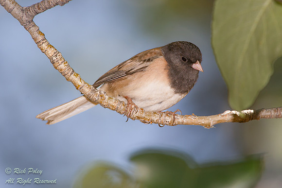 Dark-eyed Junco (Junco hyemalis), Inyo N, CA