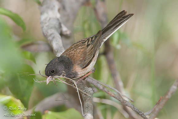 Dark-eyed Junco (Junco hyemalis) Gathering Nest Material,  Inyo
