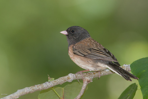 Dark-eyed Junco (Junco hyemalis), Inyo N, CA