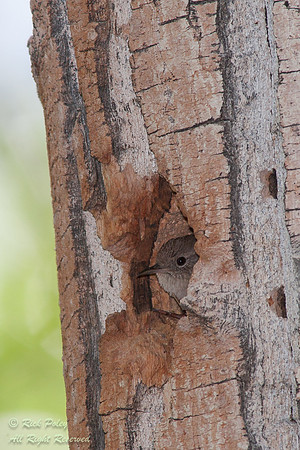 Nesting Pacific Wren (Troglodytes pacificus), Inyo National Fore
