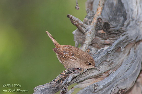 Foraging Pacific Wren (Troglodytes pacificus), Inyo National For
