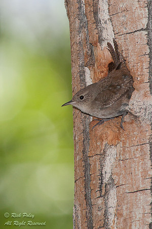 Nesting Pacific Wren (Troglodytes pacificus), Inyo National Fore