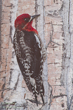 Red-breasted Sapsucker (Sphyrapicus ruber), Inyo National Forest