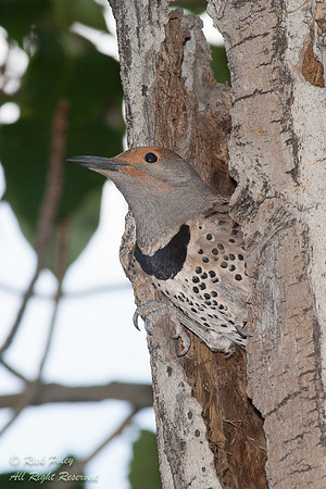 Female Northern Flicker (Colaptes auratus),  Inyo National Fores