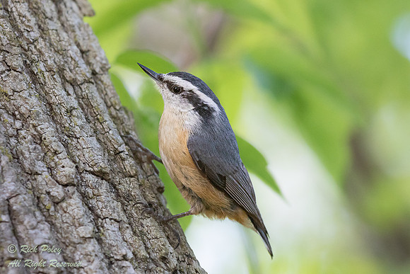 Red-breasted Nuthatch (Sitta canadensis),   Magee Marsh Wildlife