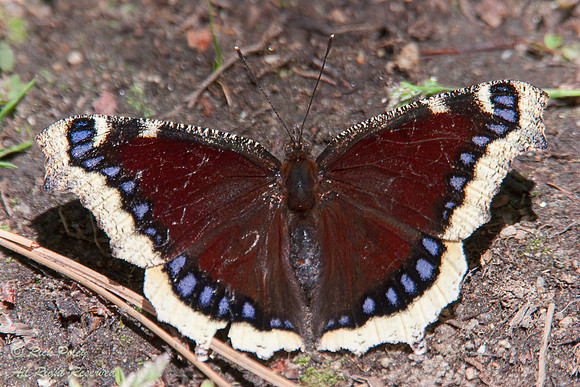 Mourning Cloak (Nymphalis antiopa) Butterfly, Inyo NF, CA