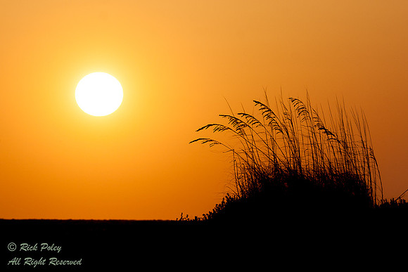 Sea Oats & Setting Sun, Fort De Soto Park, FL