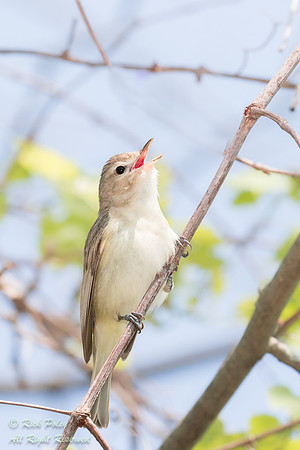 Singing Warbling Vireo (Vireo gilvus)