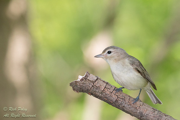 Warbling Vireo (Vireo gilvus)