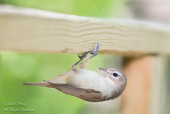 Warbling Vireo (Vireo gilvus) With Nesting Material