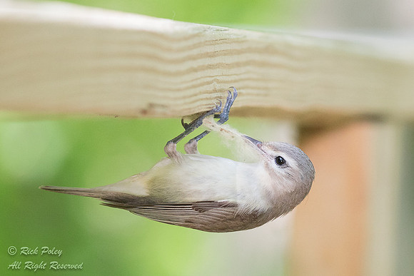 Warbling Vireo (Vireo gilvus) Gathering Nesting Material