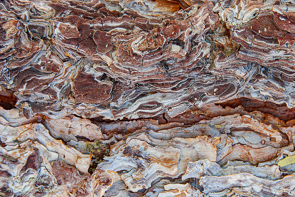Bark Detail, South Fork, Big Pine Creek, Inyo NF, CA