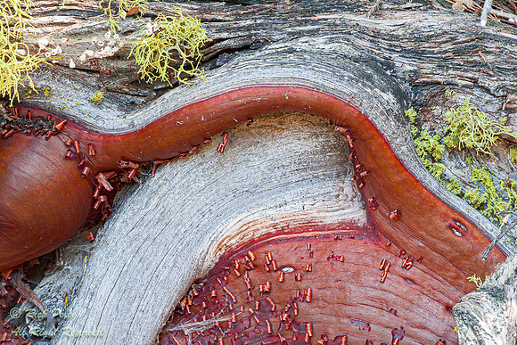 Bark, Branch & Lichen Abstract, Sequoia NP, CA
