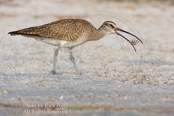 Adult nonbreeding Whimbrel (Numenius phaeopus) Feeding on a Fiddler Crab