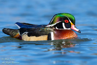 Drake Wood Duck (Aix sponsa), NM