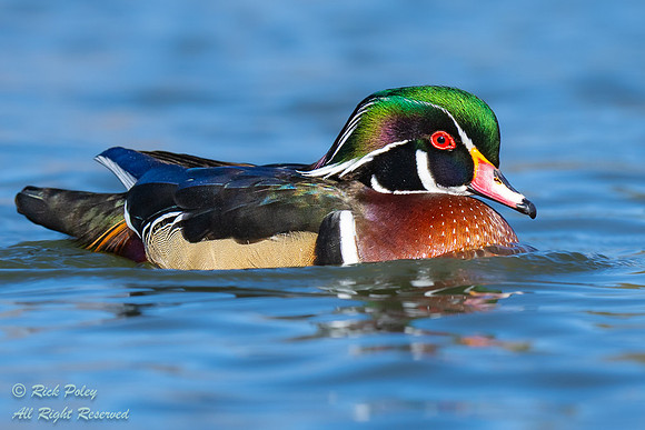 Drake Wood Duck (Aix sponsa), NM