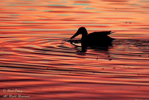 Foraging Northern Shoveler (Anas clypeata) at Dawn, NM