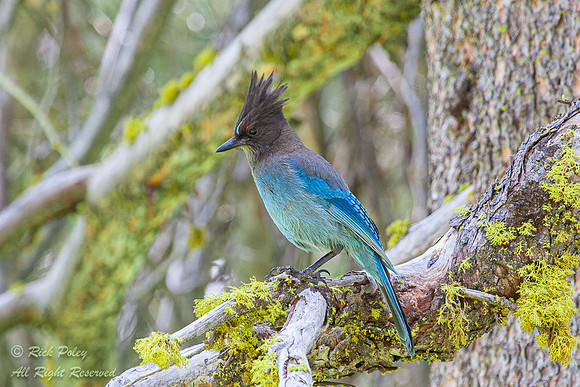 Steller's Jay (Cyanocitta stelleri), Sequoia National Park, CA