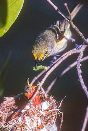 Nesting White-eyed Vireo (Vireo griseus), Key Largo Hammocks Sta
