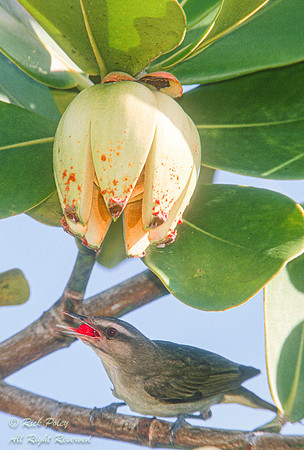 Feeding Black-whiskered Vireo (Vireo altiloquus), Key Largo Hamm