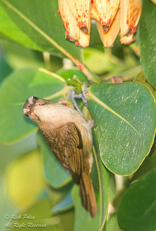 Black-whiskered Vireo (Vireo altiloquus), Key Largo Hammocks Sta