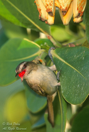 Feeding Black-whiskered Vireo (Vireo altiloquus), Key Largo Hamm