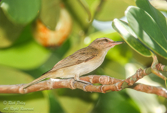 Black-whiskered Vireo (Vireo altiloquus), Key Largo Hammocks Sta