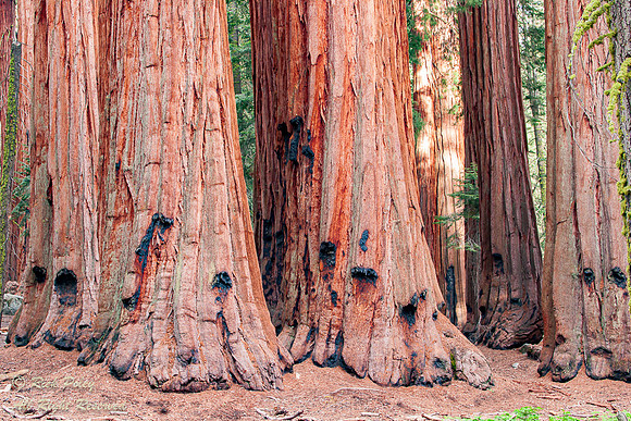 "The House" Cluster of Giant Sequoia (Sequoiadendron giganteum),