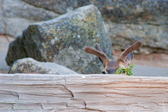 Young Mule Deer (Odocoileus hemionus) Buck, Sequoia NP, CA