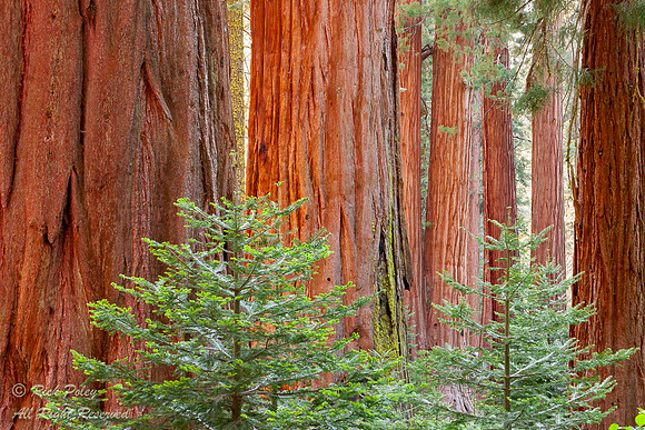 Sequoia National Park, CA
