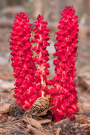 Snow Plant or Snow Flower (Sarcodes sanguinea) is a Parasitic Pl