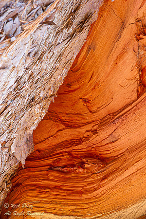 Redwood Trunk & Bark Abstract, equoia National Park, CA