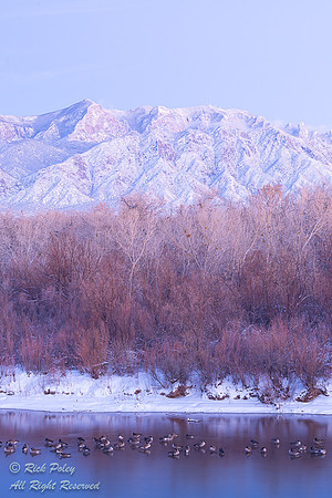 Roosting Canada Geese (Branta canadensis) on Rio Grande River &