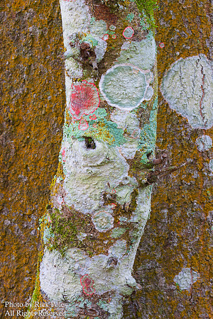 Algae, Bark & Lichen Detail on Tree Trunk