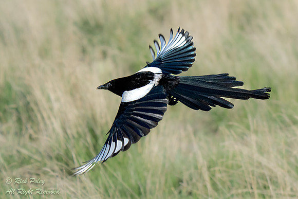 Black-billed Magpie (Pica hudsonia) Flying, CO