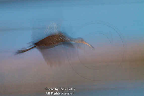 Limpkin