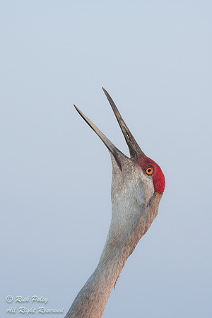 Sandhill Crane (Grus canadensis) Calling, Circle B Bar Reserve,