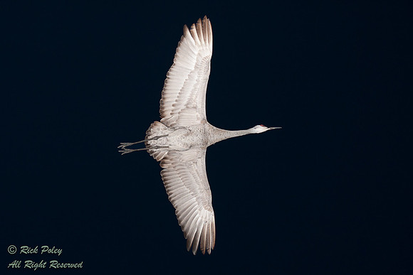 Sandhill Crane (Grus canadensis) Flying at Night, Circle B Bar R