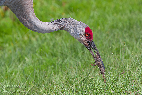 Sandhill Crane (Grus canadensis) Captures Leopard Frog, Circle B