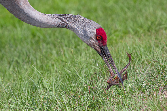 Sandhill Crane (Grus canadensis) Captures Leopard Frog, Circle B