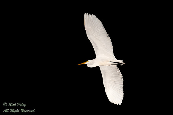 Great Egret (Ardea alba), Flying at Twilight, Circle B Bar Reser