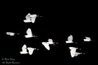 Flock of Snowy Egrets (Egretta thula) Flying at Twilight, Circle