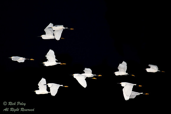Flock of Snowy Egrets (Egretta thula) Flying at Twilight, Circle