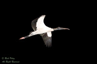 Wood Stork (Mycteria amaericana) Flying at Twilight, Circle B Ba