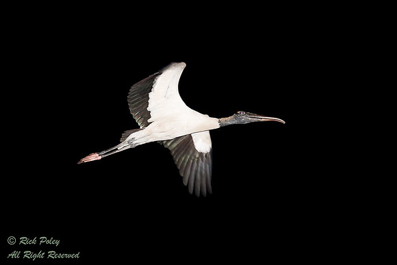 Wood Stork (Mycteria amaericana) Flying at Twilight, Circle B Ba