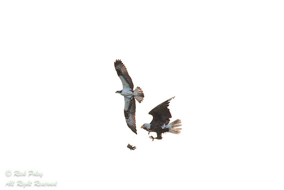 Bald Eagle Forcing Osprey to Release Fish, Circle B Bar Reserve,